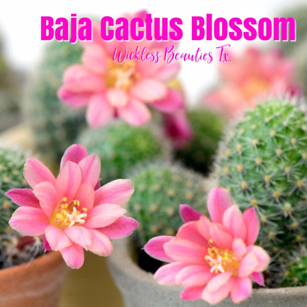 Baja Cactus Blossom - Wax MeltCups | Dots 5 oz.