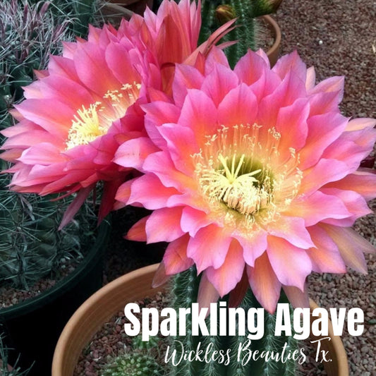 Sparkling Agave - Mini Wax Melts Cups