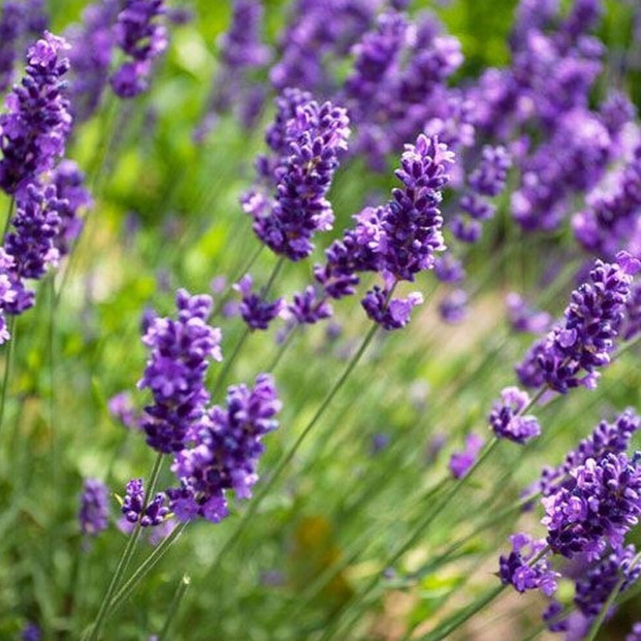 Lavender - Scented Melt & Pour Wax