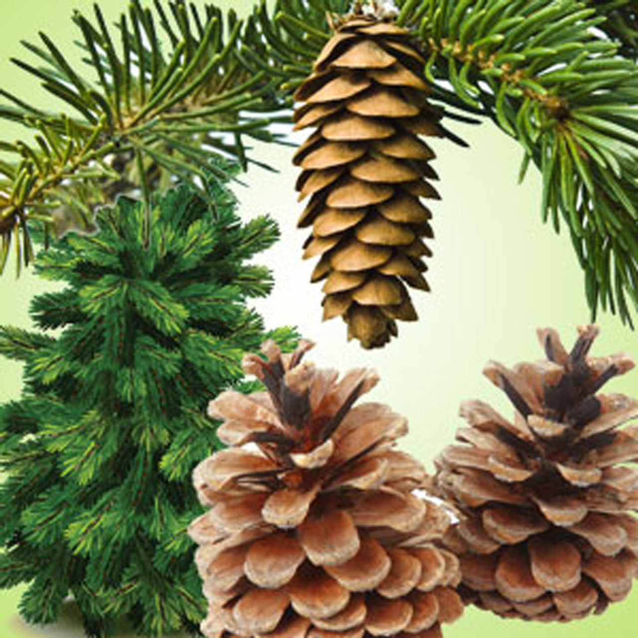 Pine Forest Scented Melt & Pour Wax 12 oz.